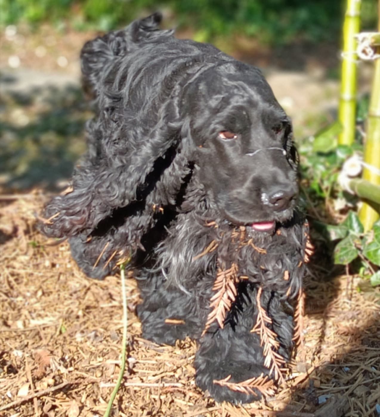 Spencer, Cocker noir en promenade au jardin