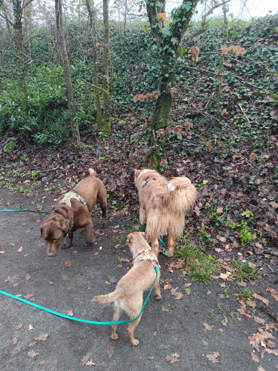 Compagnon à quatre pattes en promenade