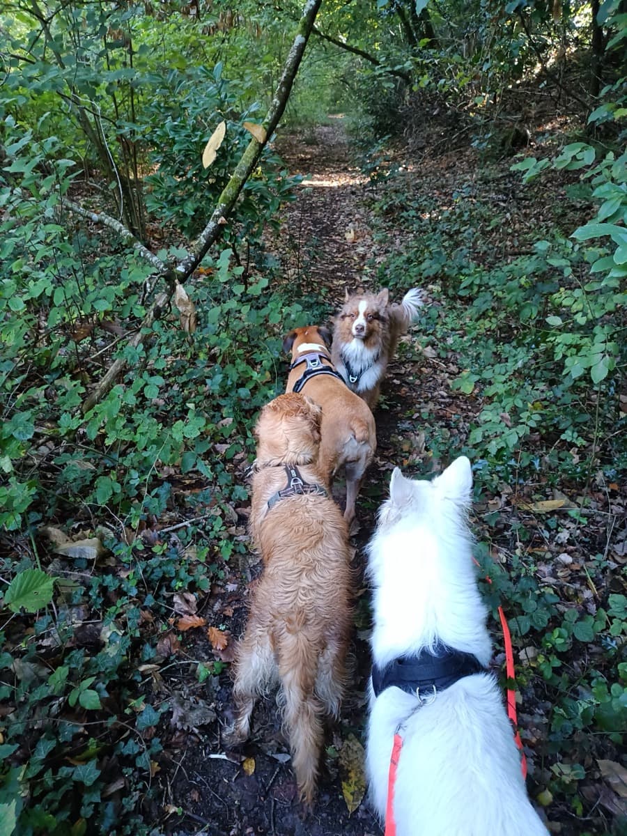Balade de chien en extérieur, région nantaise