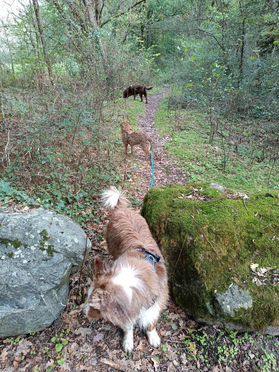 Chien détendu au fil de la promenade