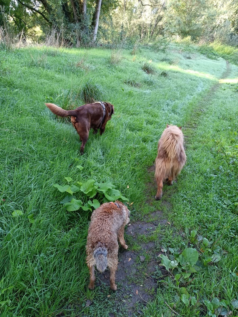 Promenade canine dans la campagne nantaise