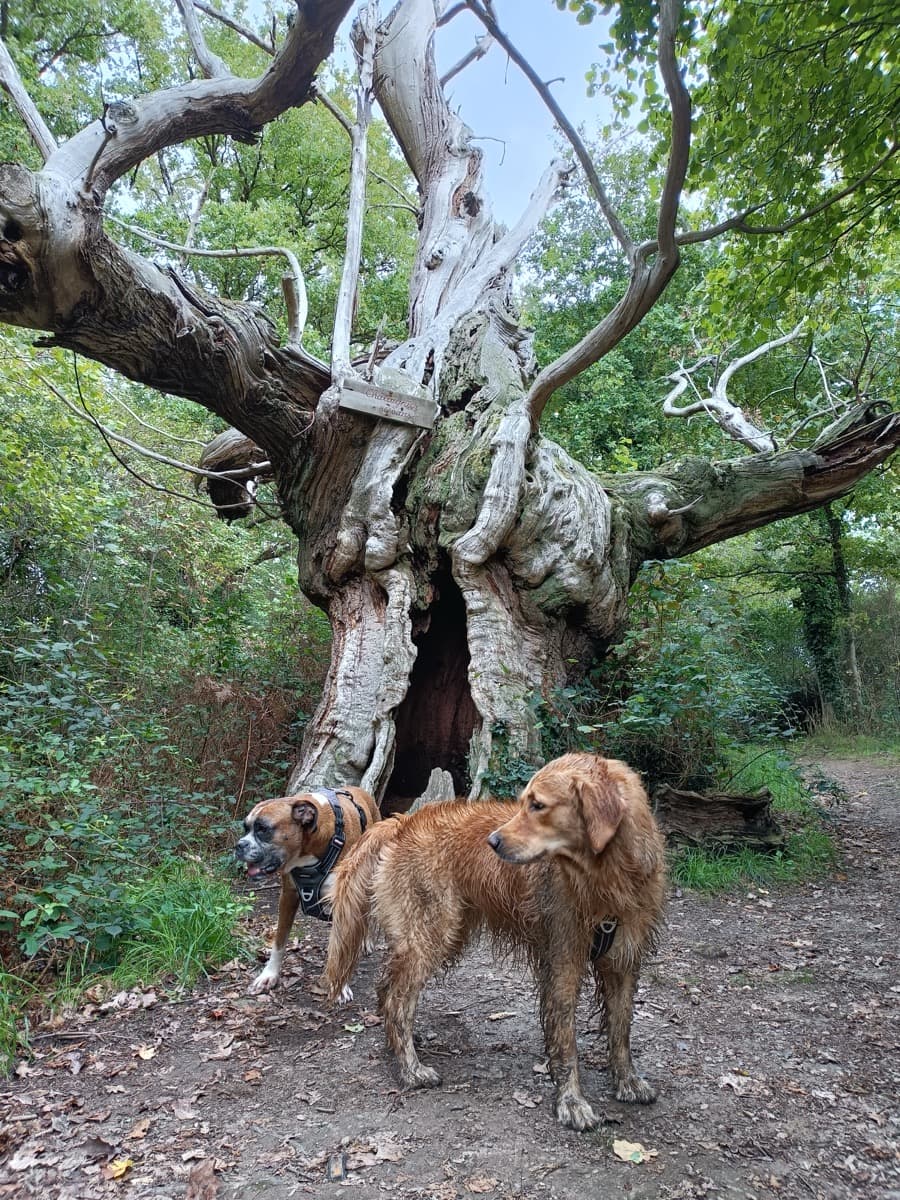 Chiens joyeux en balade accompagnée