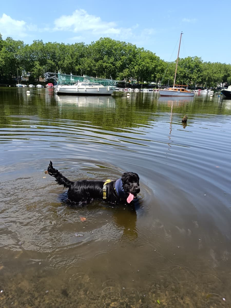 Dog-walking à Nantes : chien heureux en sortie