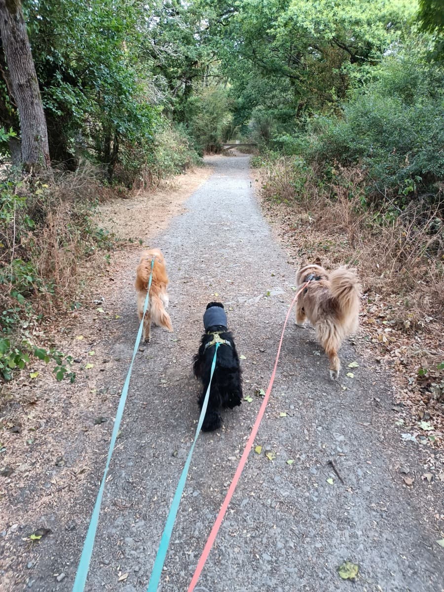 Chien en promenade avec son promeneur à Nantes