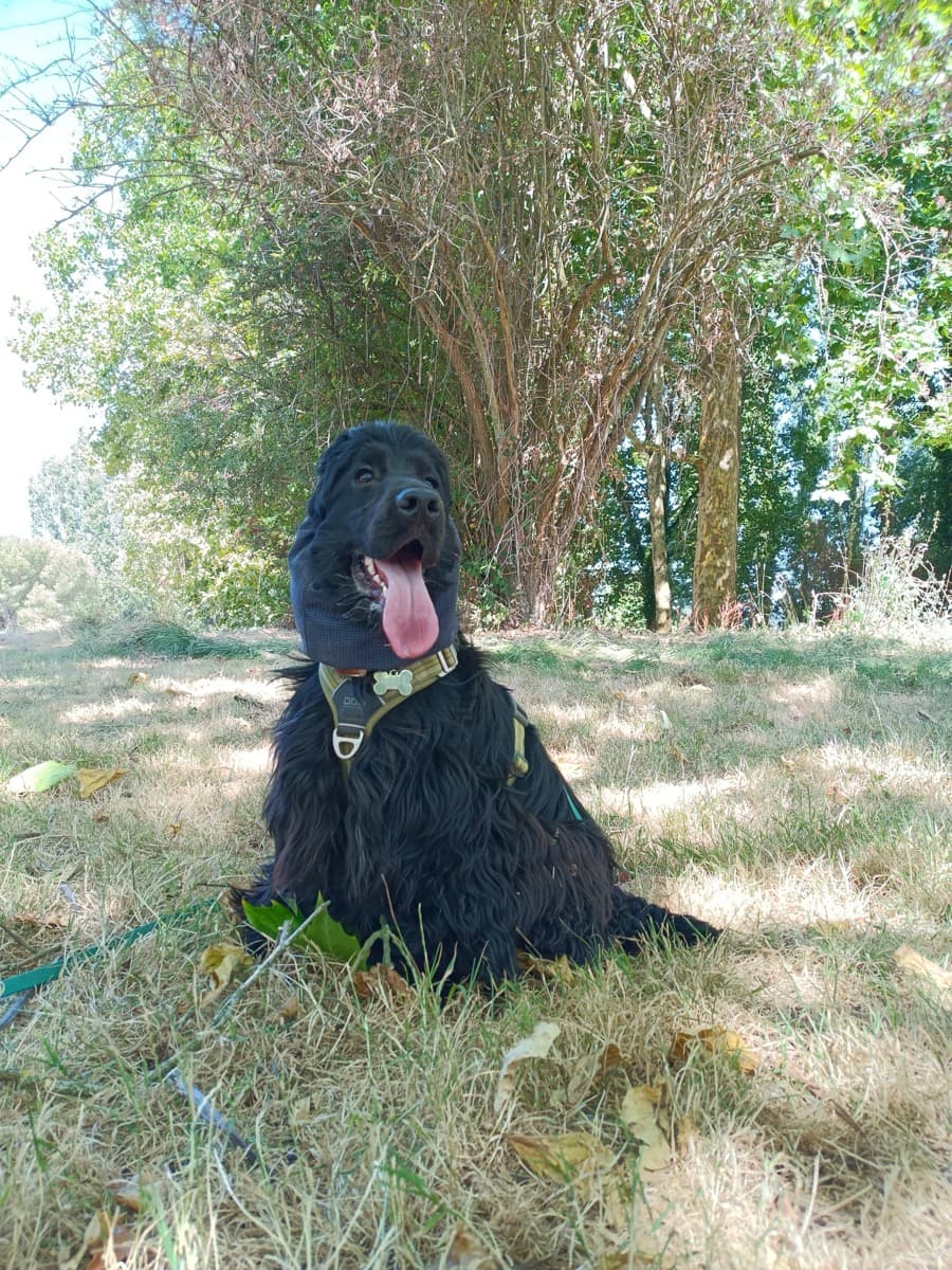 Toutou en vadrouille dans la nature près de Nantes
