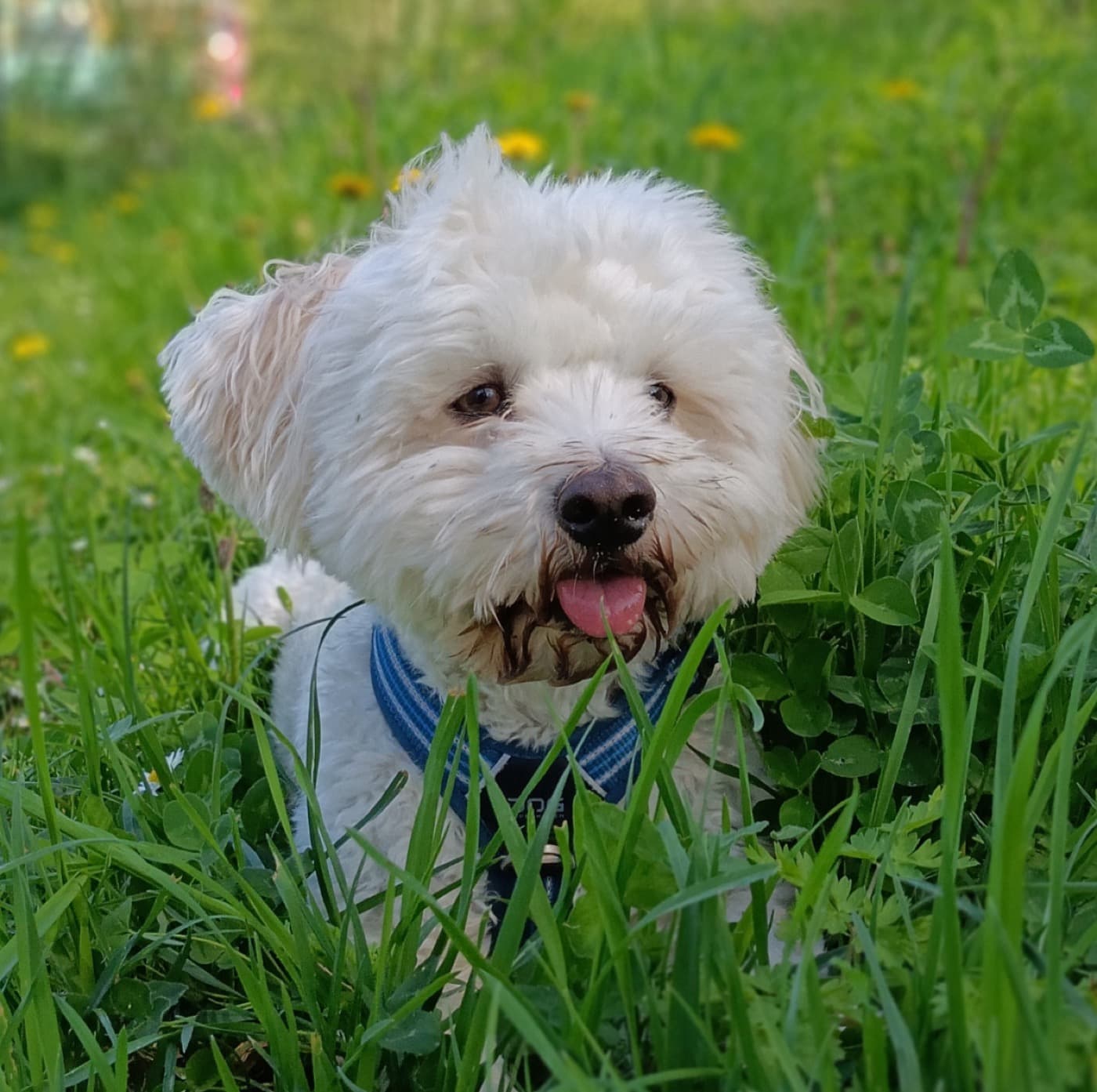 Pierogi, bichon havanais allongé dans l'herbe fleurie