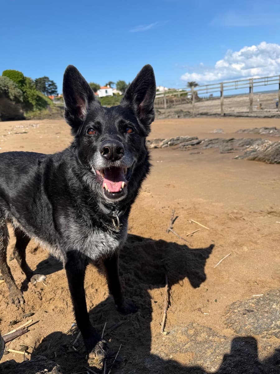 Pixel, berger allemand en balade en nature près de Nantes