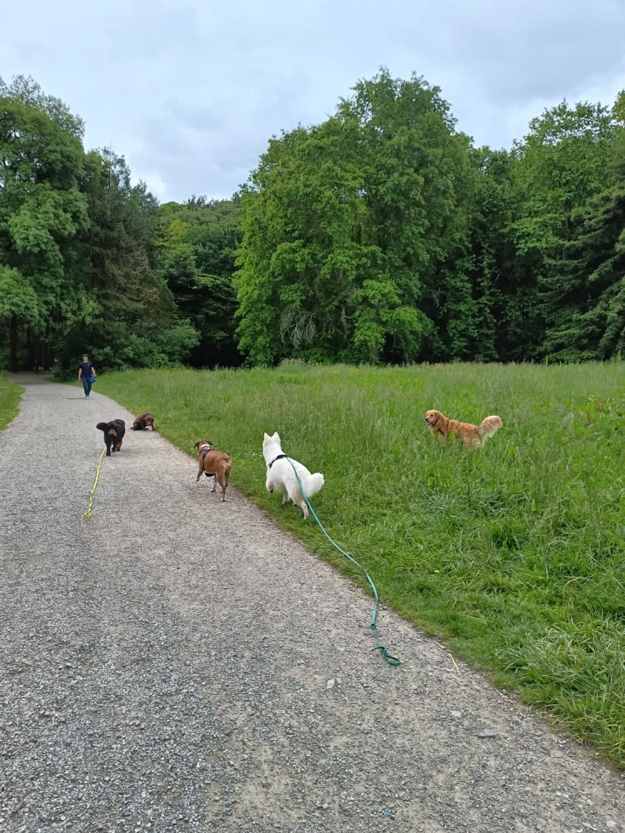 Toutou heureux pendant sa promenade à Nantes