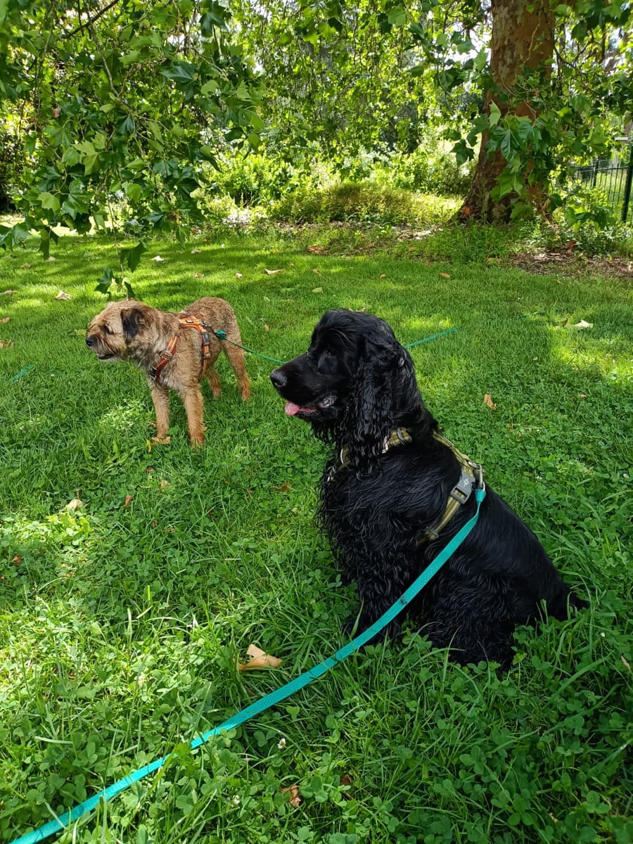 fox terrier et cocker promenés en pleine nature autour de Nantes