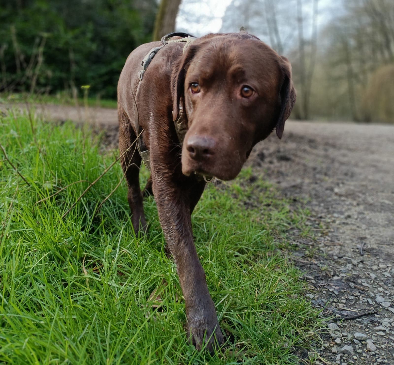 Newton, labrador chocolat, en balade