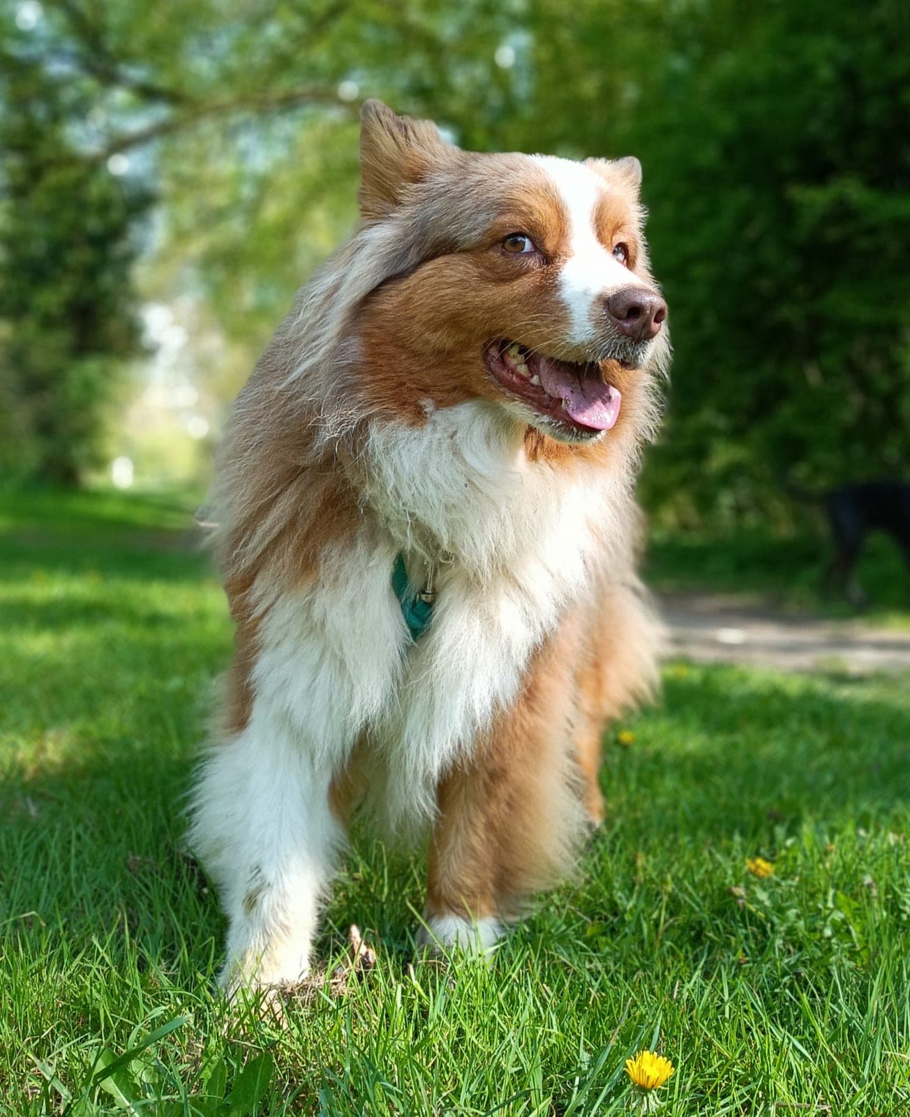 Paddy, berger australien