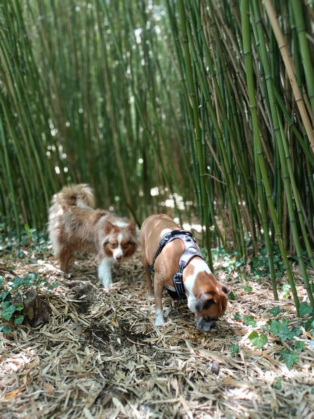 Chien en balade en forêt près de Nantes
