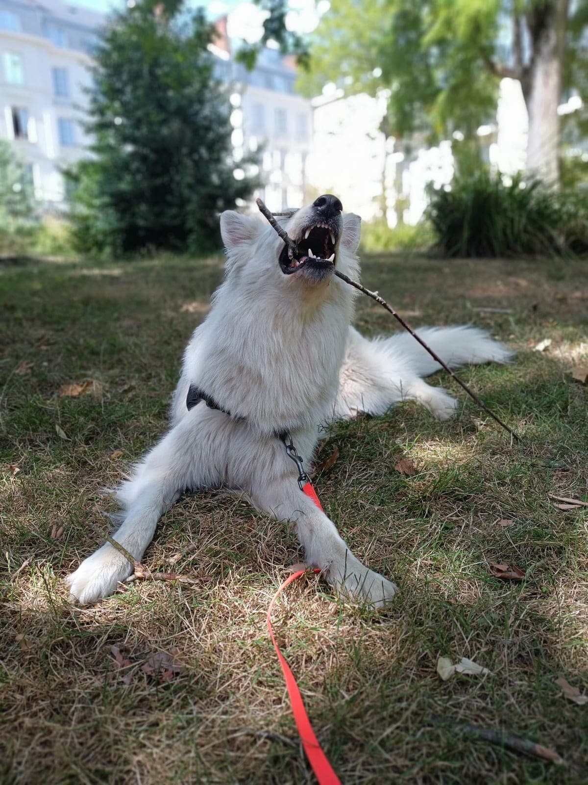 Berger blanc suisse tenant un bâton pendant une balade