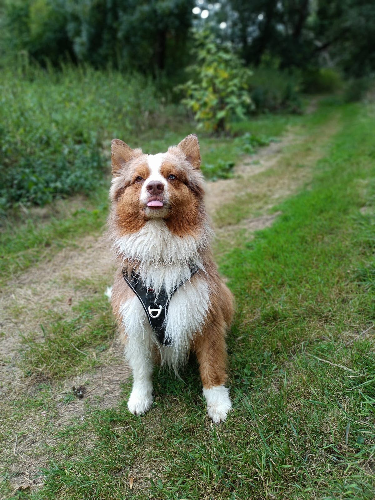 Chien attentif pendant un cours