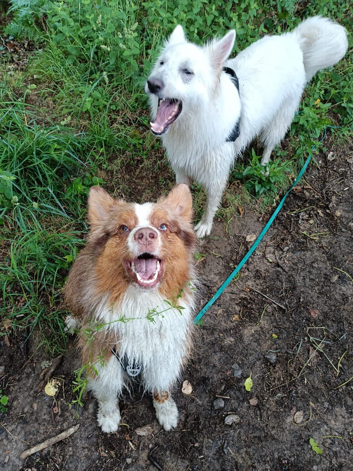 Deux chiens joyeux assis dans l'herbe pendant une balade éducative