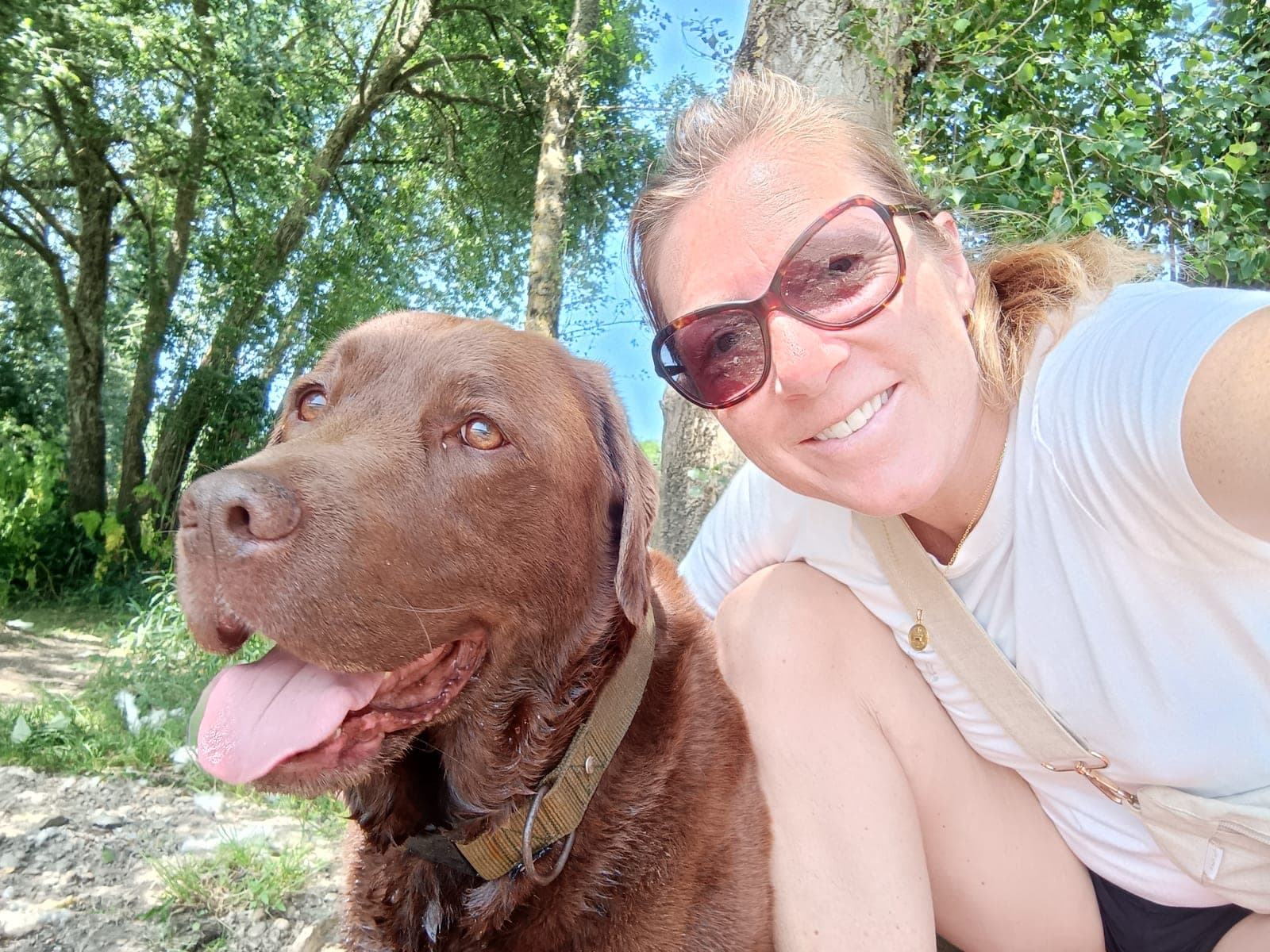 Chien en promenade avec son promeneur à Nantes