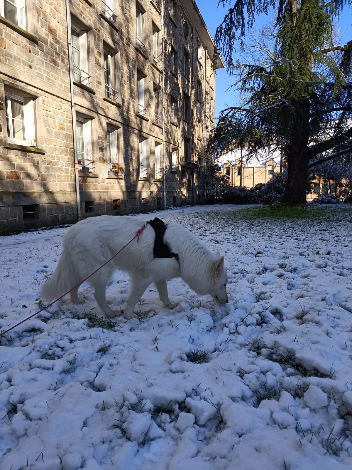 Chien en balade dans la neige