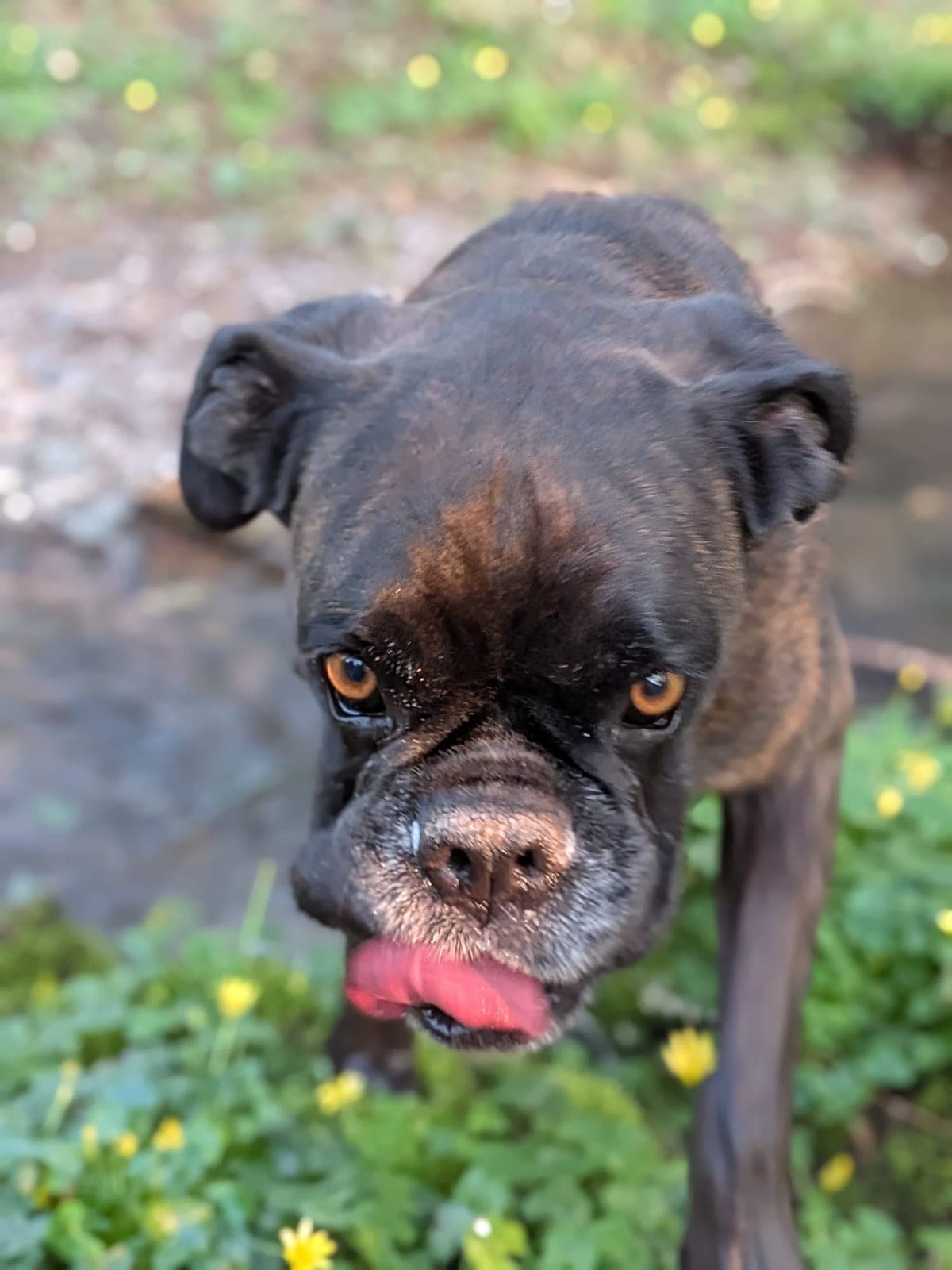 Chien promené en pleine nature autour de Nantes
