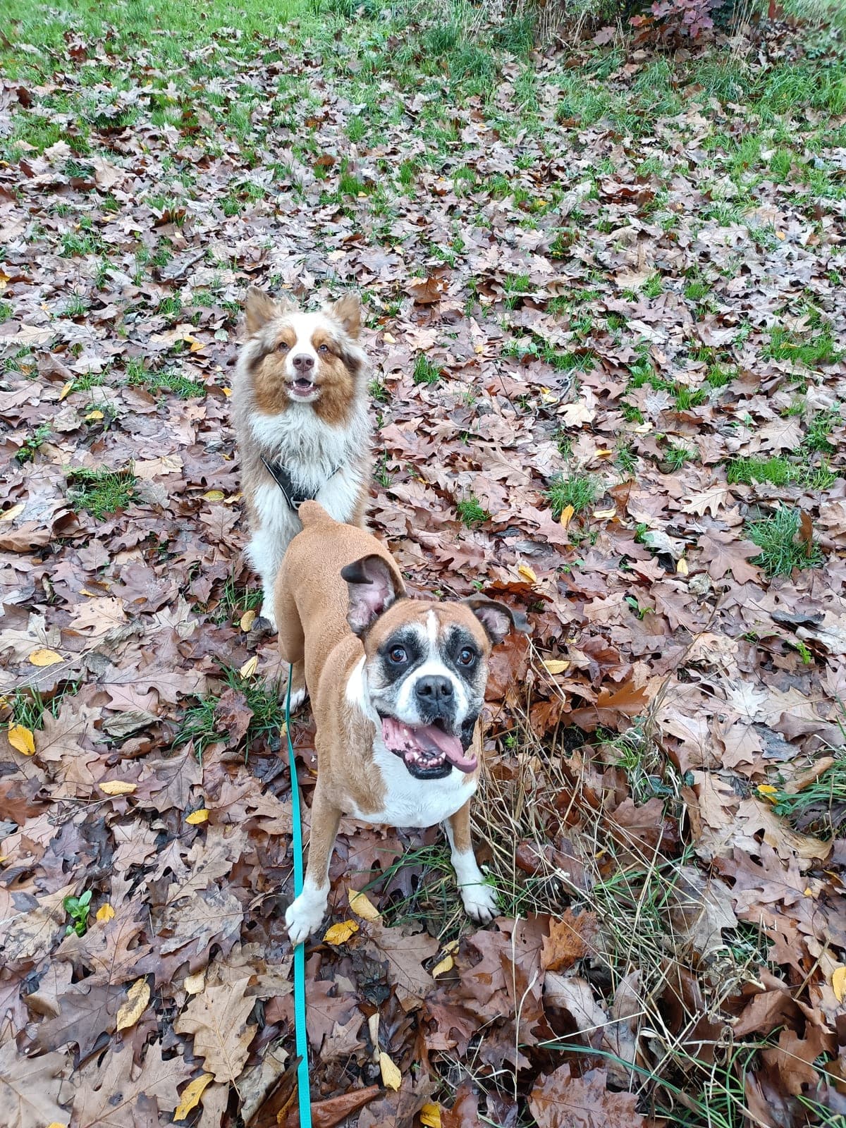 Sortie canine individuelle près de Nantes