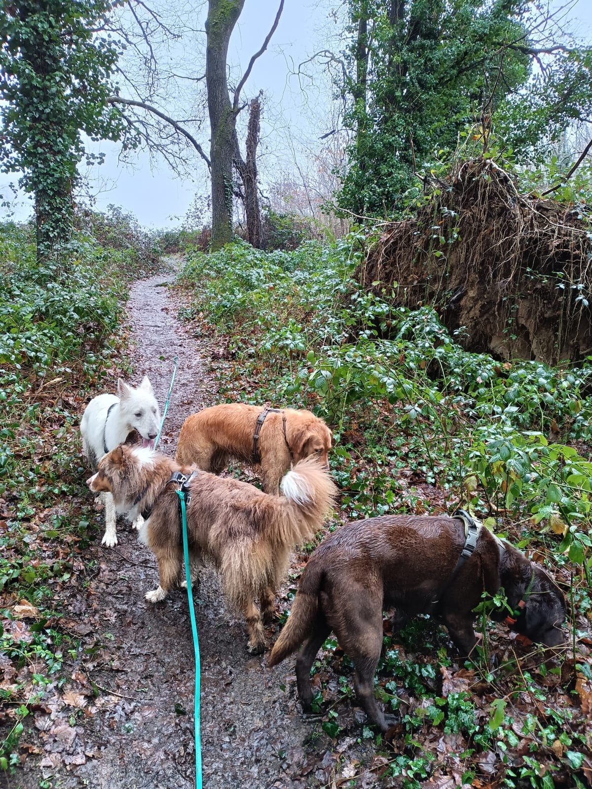 Chien épanoui lors d'une balade avec Des coussinets de velours