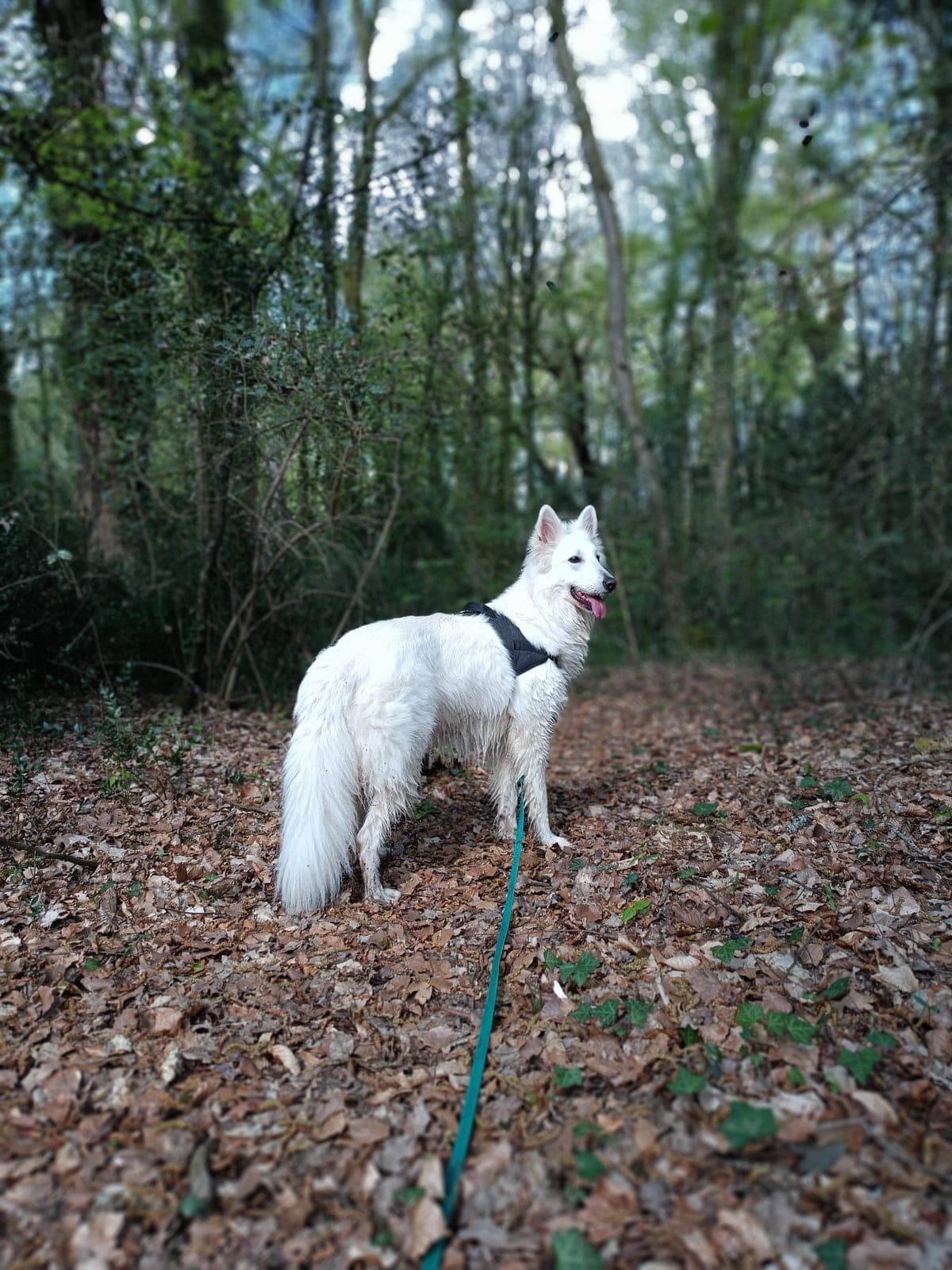 Balade de chien en extérieur, région nantaise