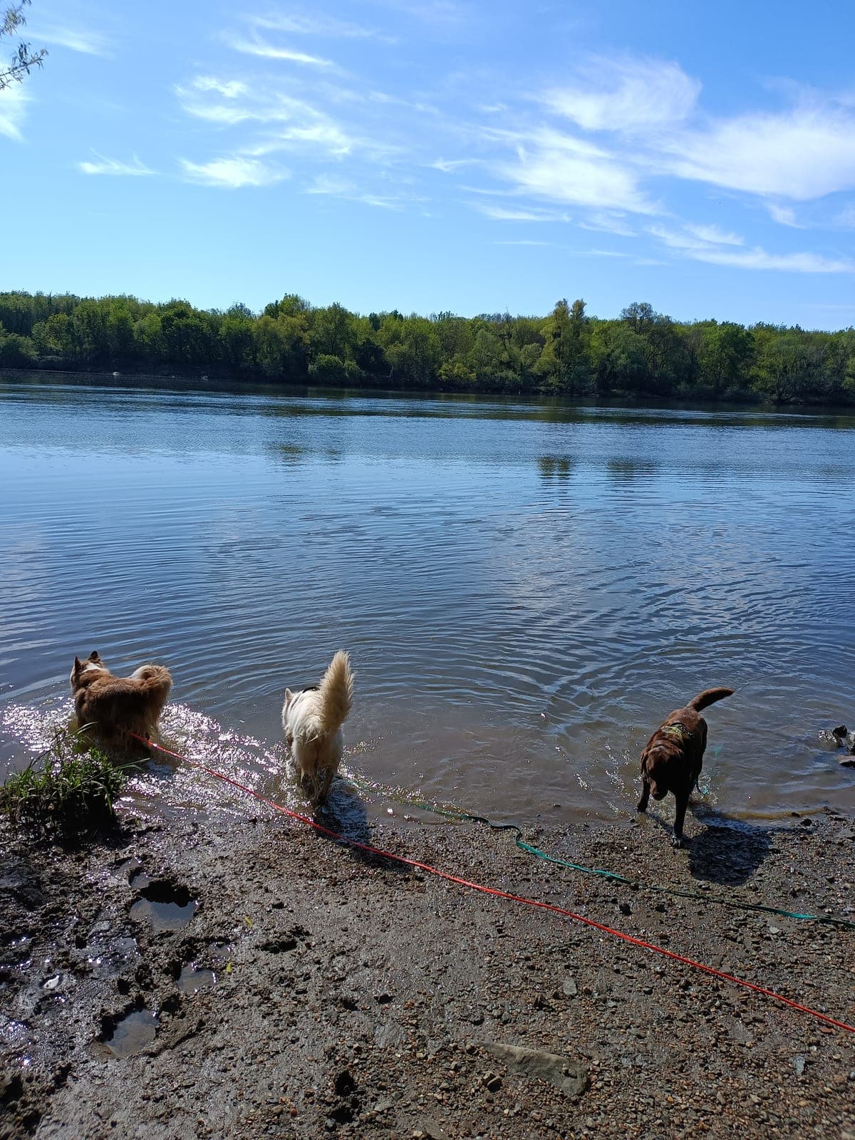 baignade pour les chiens