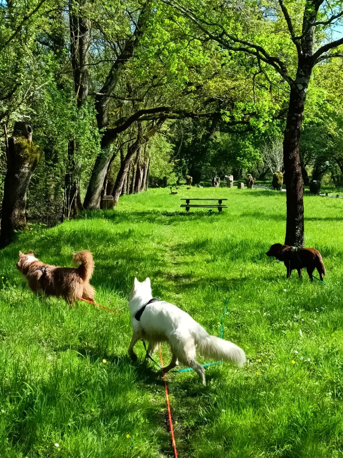 Promenade canine dans la campagne nantaise