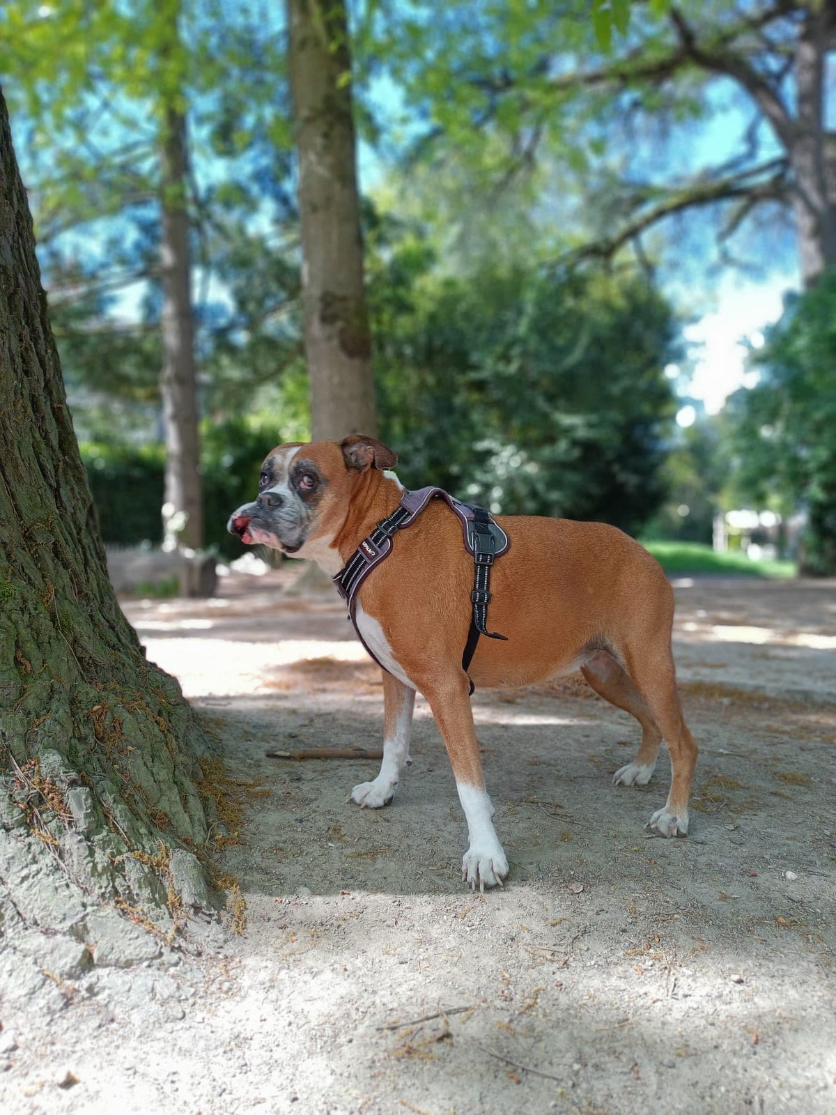 Chien joyeux en balade accompagnée