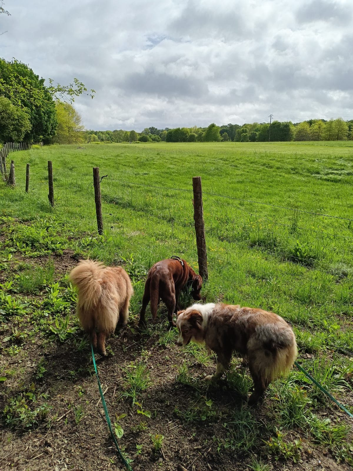 Dog-walking à Nantes : chien heureux en sortie