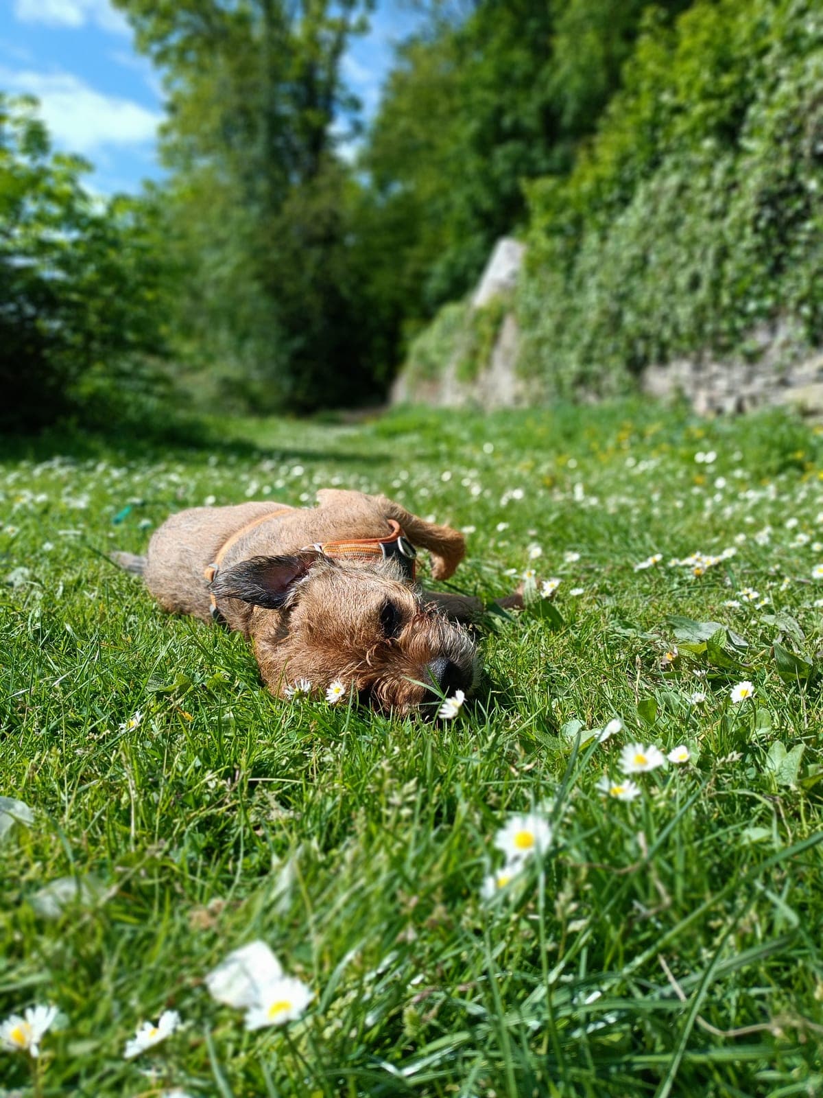 Chien en promenade avec son promeneur à Nantes