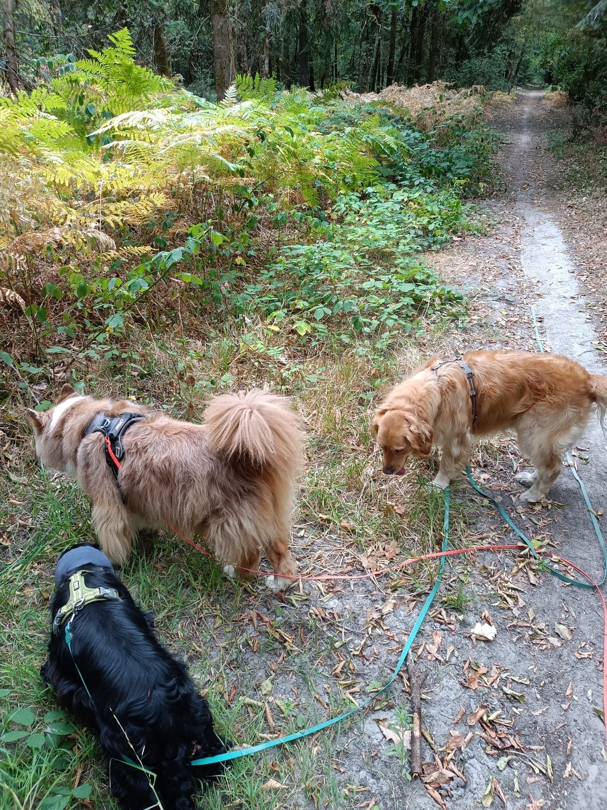 Chien bien dans ses pattes pendant sa balade