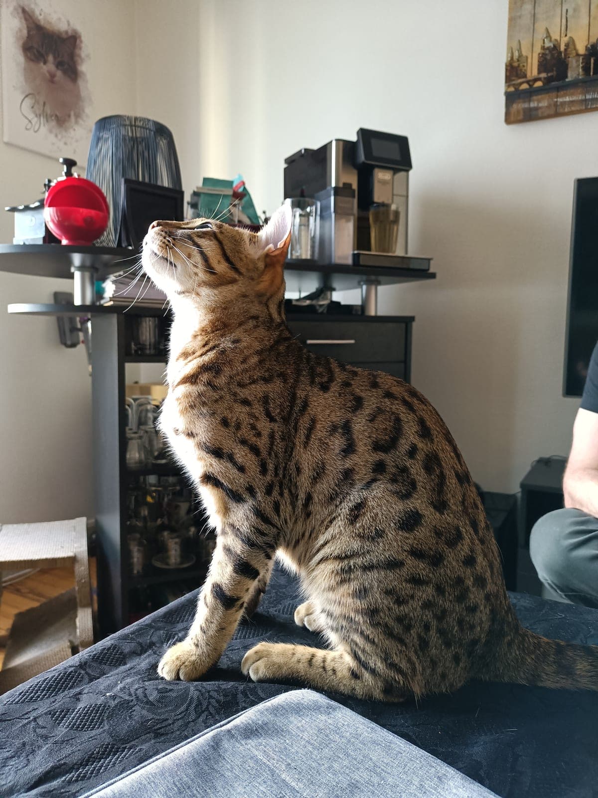 Chat Bengal élégant, lors d'un bilan comportemental