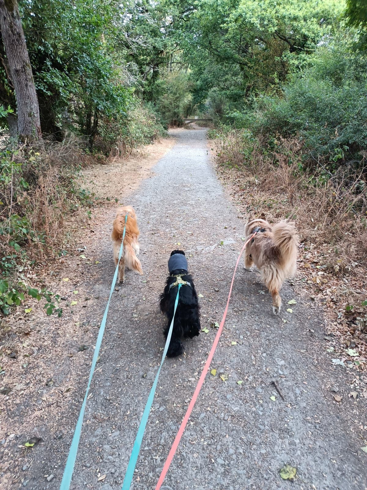 Chien promené en pleine nature autour de Nantes