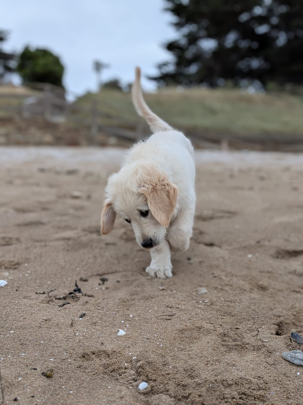 chiot golden retriever
