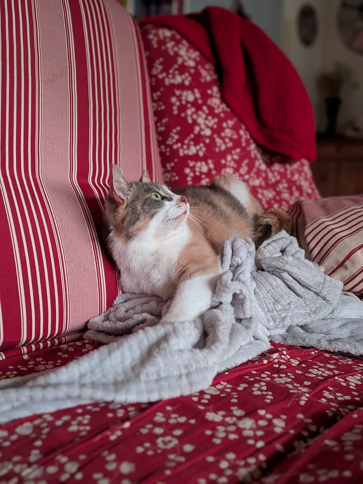 Minou apaisé, comportementaliste chat à Nantes