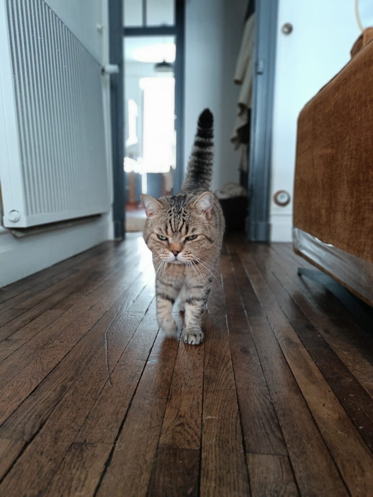 Chat rassuré dans son environnement, garde à Nantes