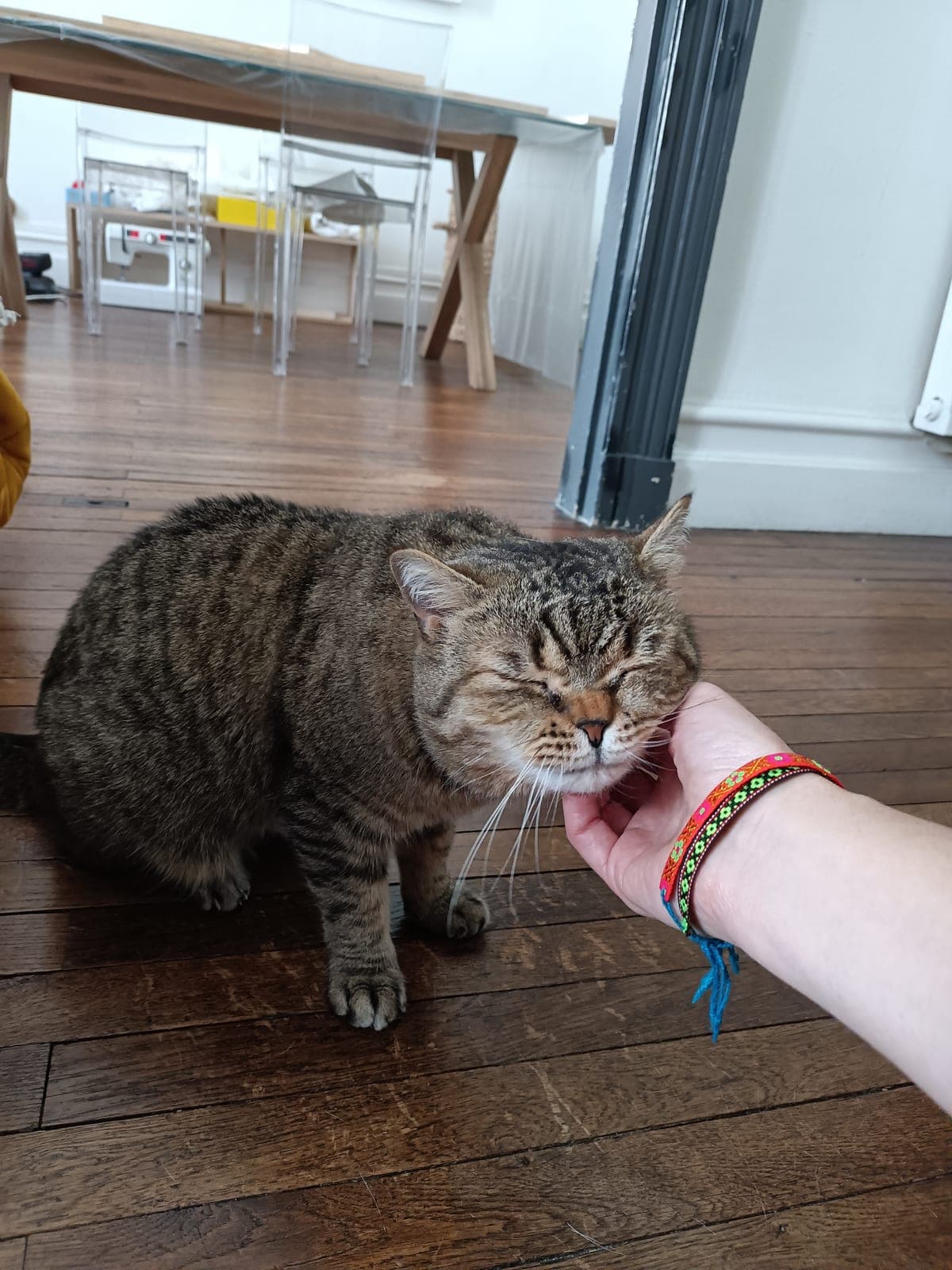 Visite à domicile pour un chat serein à Nantes