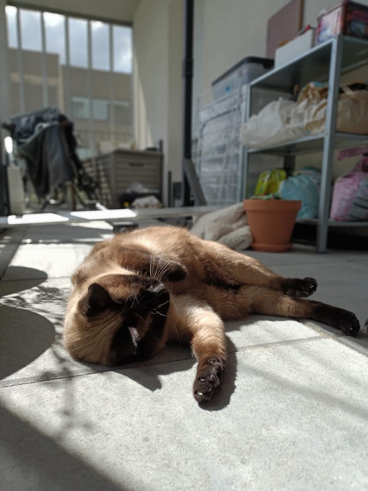 Chat épanoui à domicile près de Nantes
