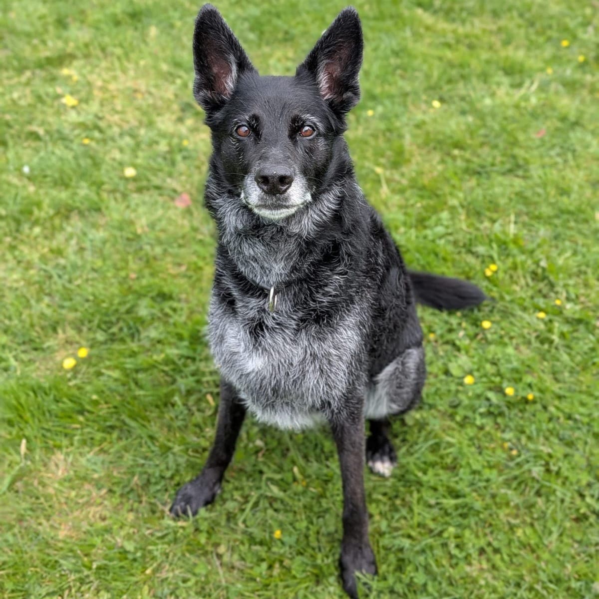 Pixel, berger allemand