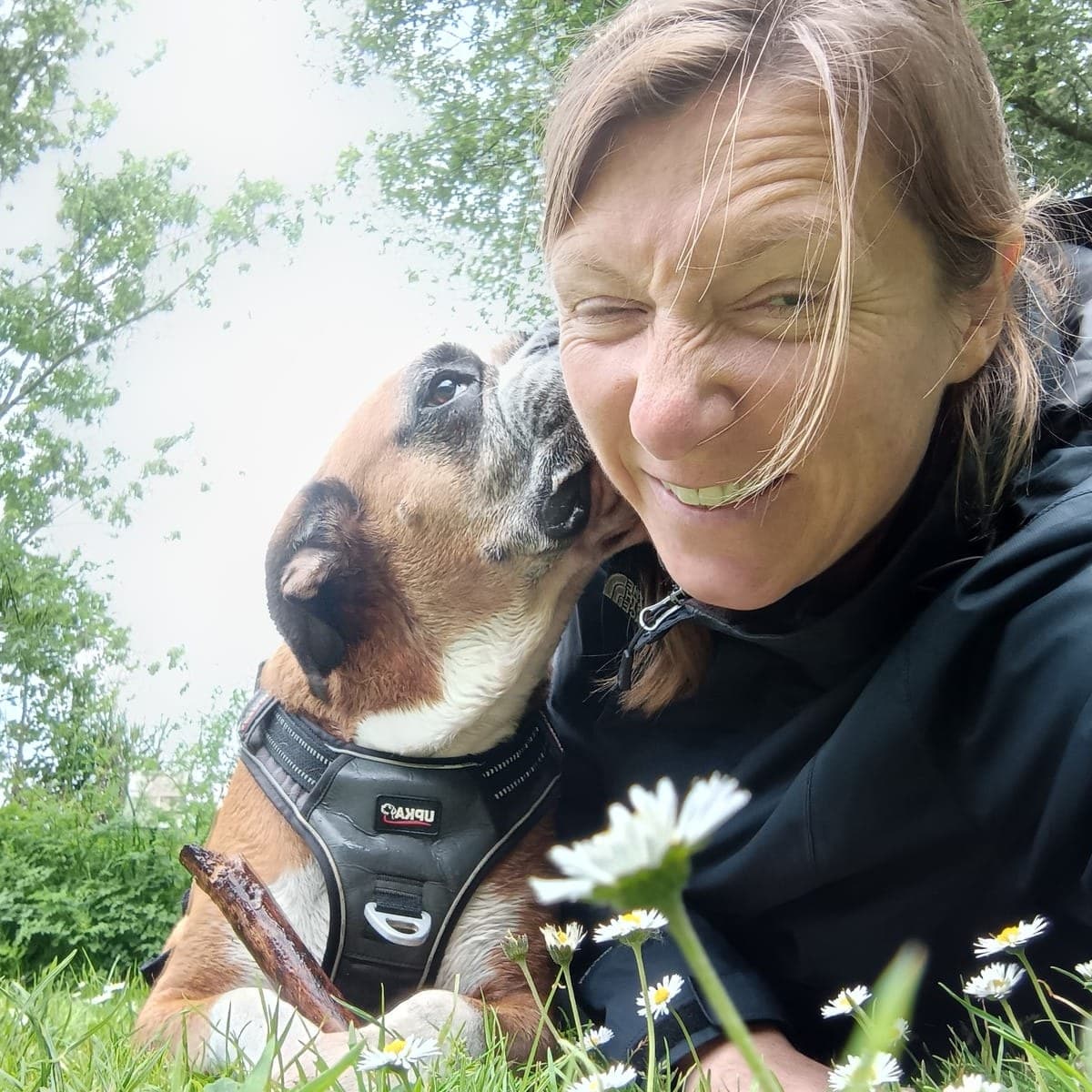 Chien joyeux en balade accompagnée