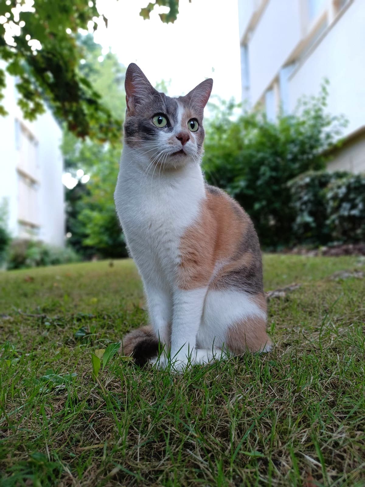 Thaline, chatte écaille de tortue