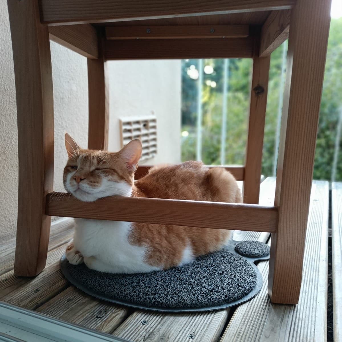 Tirou, chat roux, gardé à domicile