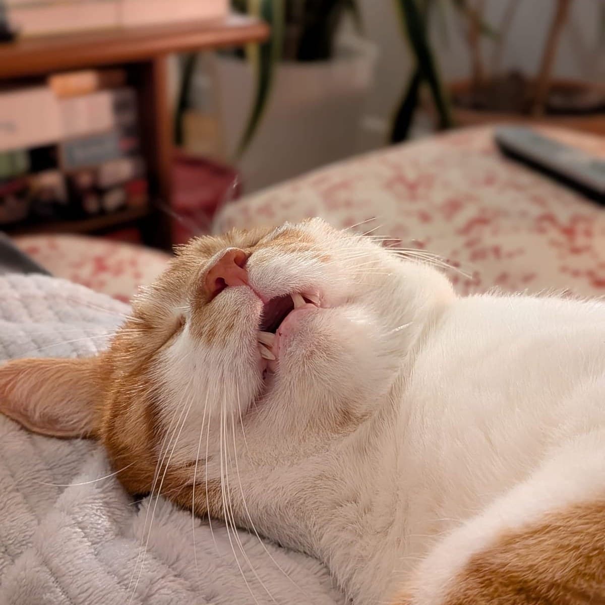 Tirou, chat roux, assoupi