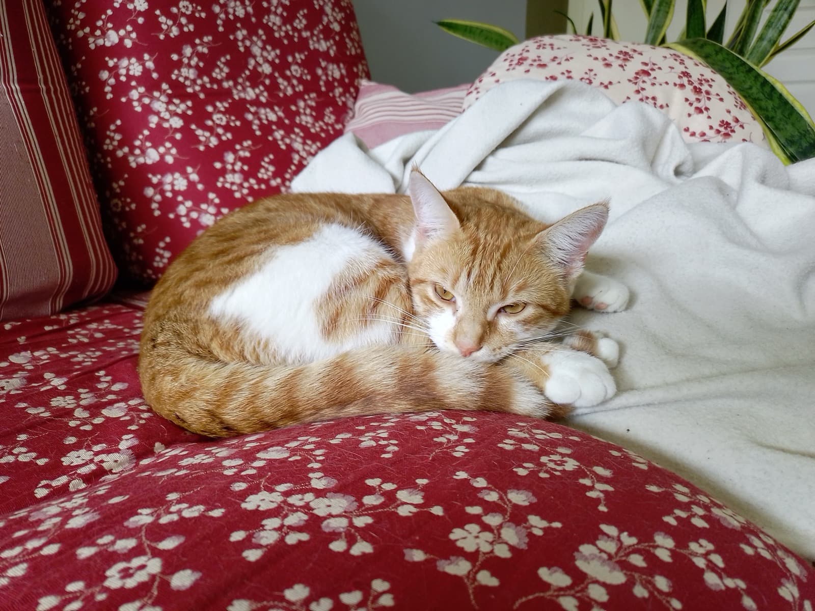 Thiroux, chat roux adopté