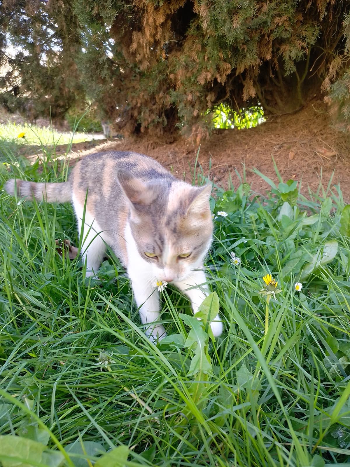 Thaline, chatte écaille de tortue adoptée