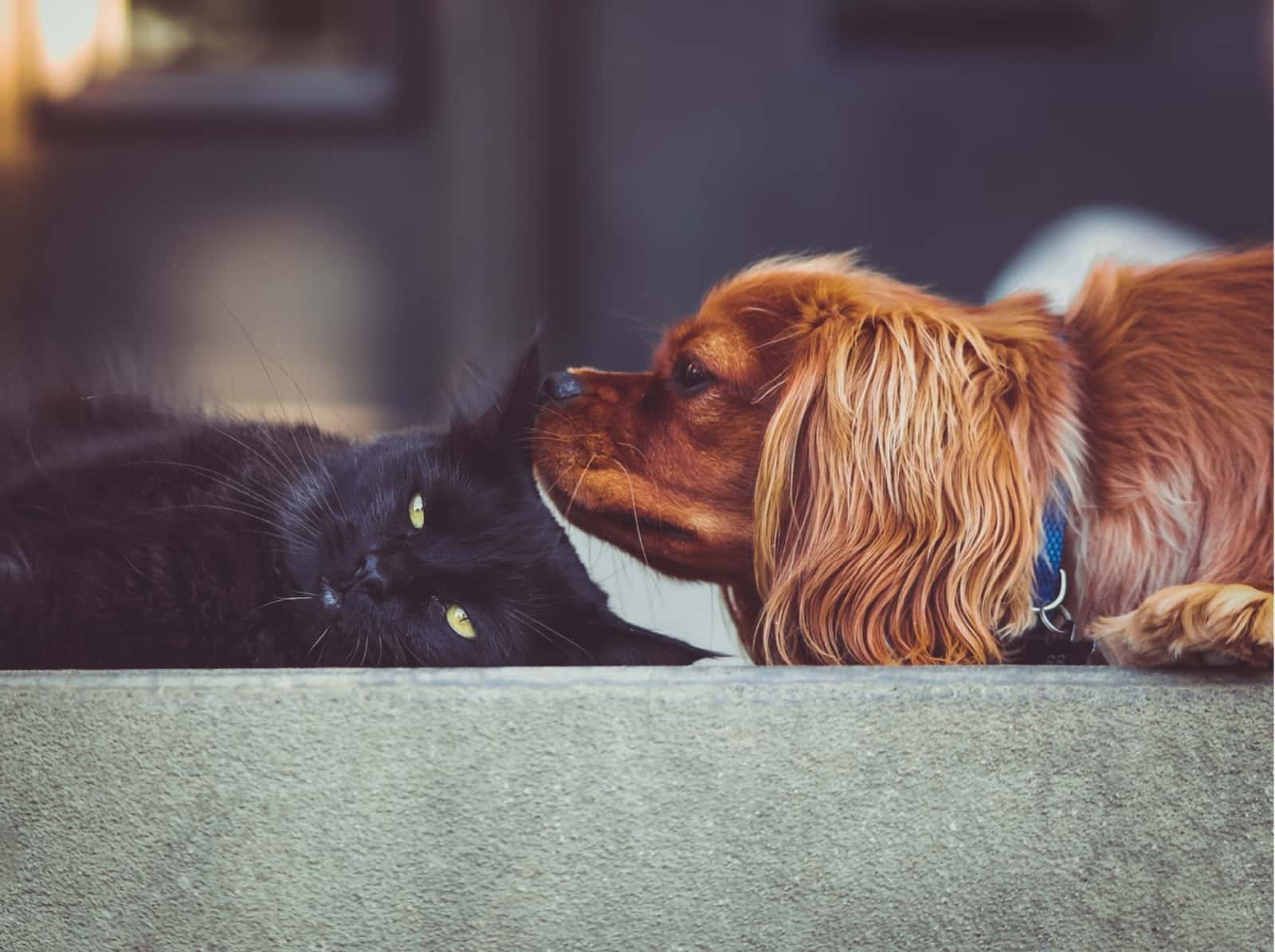 Un chat noir et un cavalier king charles côte à côte